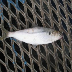 オリジナルメーカー海づり公園(市原市海づり施設) 釣果