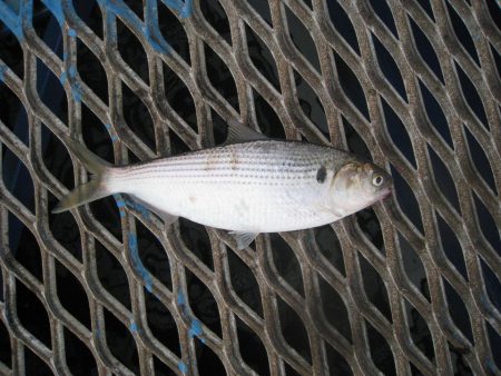 オリジナルメーカー海づり公園(市原市海づり施設) 釣果