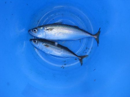 オリジナルメーカー海づり公園(市原市海づり…