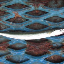 オリジナルメーカー海づり公園(市原市海づり施設) 釣果