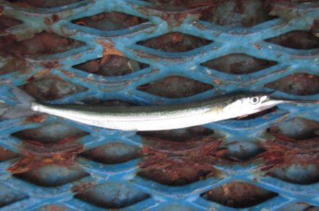 オリジナルメーカー海づり公園(市原市海づり施設) 釣果
