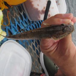 オリジナルメーカー海づり公園(市原市海づり施設) 釣果