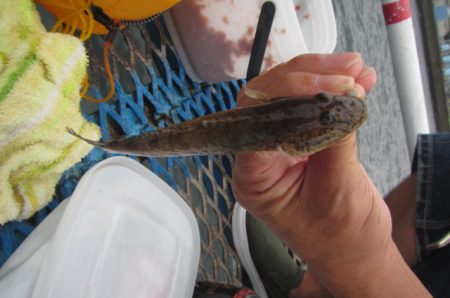 オリジナルメーカー海づり公園(市原市海づり施設) 釣果