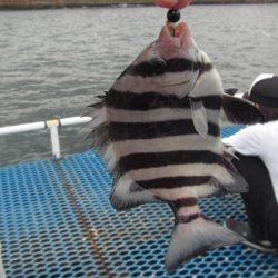 オリジナルメーカー海づり公園(市原市海づり施設) 釣果