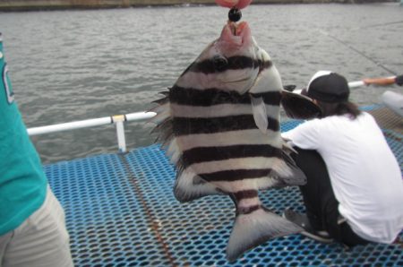 オリジナルメーカー海づり公園(市原市海づり施設) 釣果