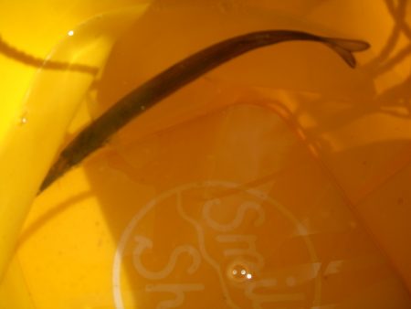 オリジナルメーカー海づり公園(市原市海づり施設) 釣果