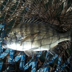 オリジナルメーカー海づり公園(市原市海づり施設) 釣果