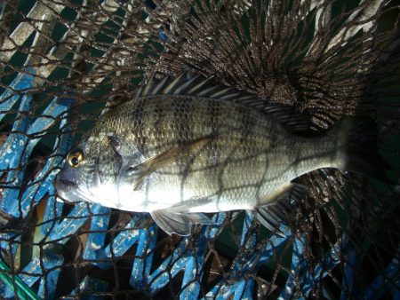 オリジナルメーカー海づり公園(市原市海づり施設) 釣果