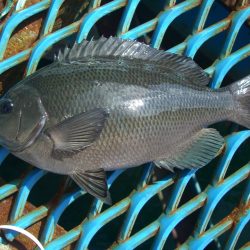 オリジナルメーカー海づり公園(市原市海づり施設) 釣果