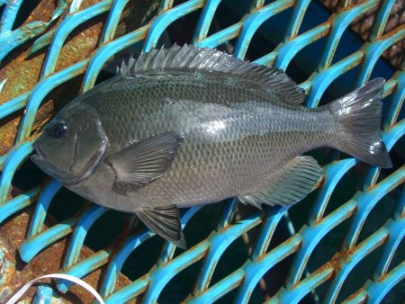 オリジナルメーカー海づり公園(市原市海づり施設) 釣果