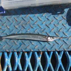 オリジナルメーカー海づり公園(市原市海づり施設) 釣果