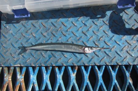 オリジナルメーカー海づり公園(市原市海づり施設) 釣果