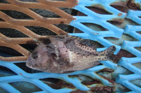 オリジナルメーカー海づり公園(市原市海づり施設) 釣果