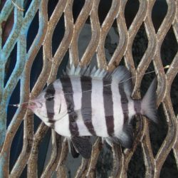 オリジナルメーカー海づり公園(市原市海づり施設) 釣果