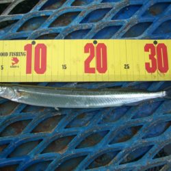 オリジナルメーカー海づり公園(市原市海づり施設) 釣果