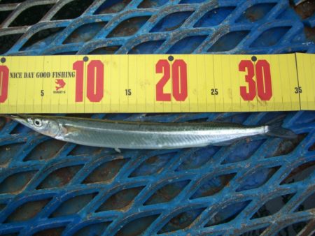 オリジナルメーカー海づり公園(市原市海づり施設) 釣果