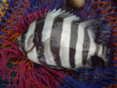 オリジナルメーカー海づり公園(市原市海づり施設) 釣果