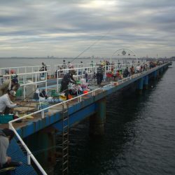 オリジナルメーカー海づり公園(市原市海づり施設) 釣果