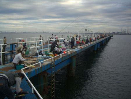 オリジナルメーカー海づり公園(市原市海づり施設) 釣果