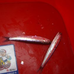 オリジナルメーカー海づり公園(市原市海づり施設) 釣果