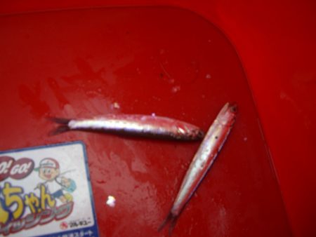 オリジナルメーカー海づり公園(市原市海づり施設) 釣果