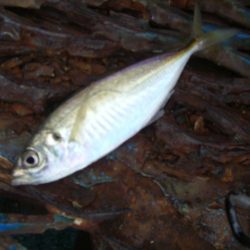 オリジナルメーカー海づり公園(市原市海づり施設) 釣果