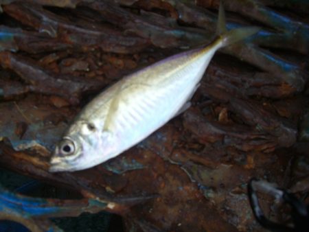 オリジナルメーカー海づり公園(市原市海づり…