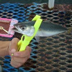 オリジナルメーカー海づり公園(市原市海づり施設) 釣果