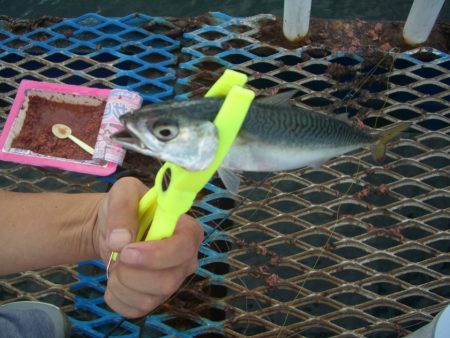 オリジナルメーカー海づり公園(市原市海づり施設) 釣果