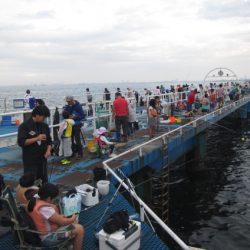 オリジナルメーカー海づり公園(市原市海づり施設) 釣果