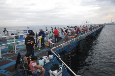 オリジナルメーカー海づり公園(市原市海づり施設) 釣果