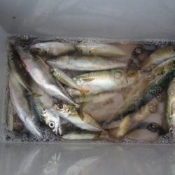 オリジナルメーカー海づり公園(市原市海づり施設) 釣果