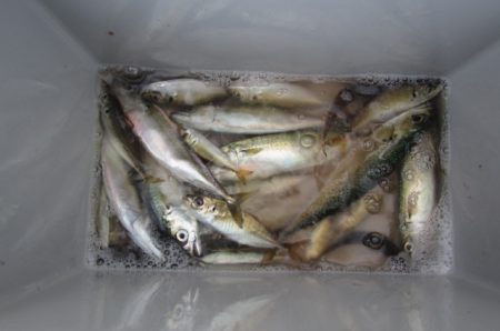 オリジナルメーカー海づり公園(市原市海づり…