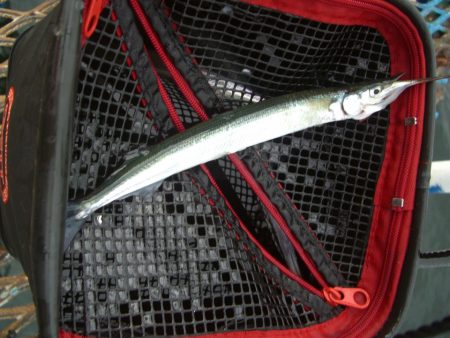 オリジナルメーカー海づり公園(市原市海づり施設) 釣果