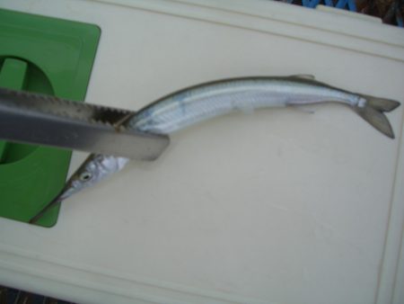 オリジナルメーカー海づり公園(市原市海づり施設) 釣果