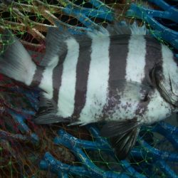 オリジナルメーカー海づり公園(市原市海づり施設) 釣果