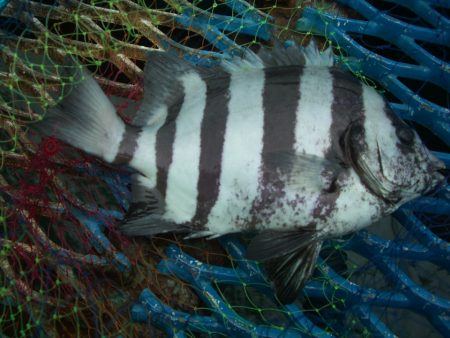 オリジナルメーカー海づり公園(市原市海づり施設) 釣果