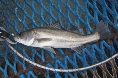 オリジナルメーカー海づり公園(市原市海づり施設) 釣果