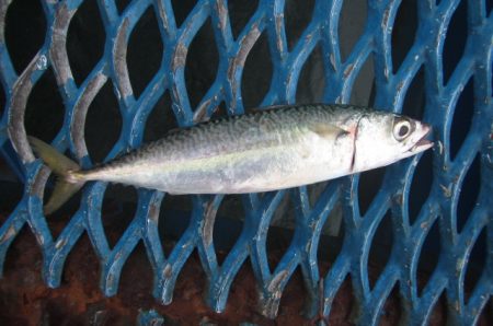 オリジナルメーカー海づり公園(市原市海づり施設) 釣果