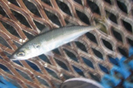 オリジナルメーカー海づり公園(市原市海づり…