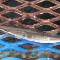 オリジナルメーカー海づり公園(市原市海づり施設) 釣果