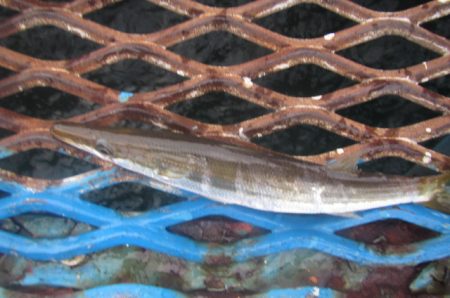 オリジナルメーカー海づり公園(市原市海づり施設) 釣果