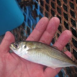 オリジナルメーカー海づり公園(市原市海づり施設) 釣果