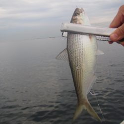 オリジナルメーカー海づり公園(市原市海づり施設) 釣果
