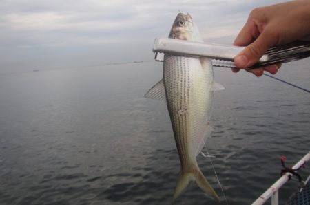 オリジナルメーカー海づり公園(市原市海づり施設) 釣果