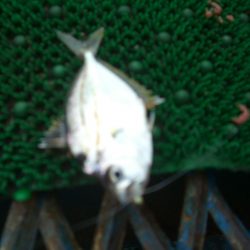 オリジナルメーカー海づり公園(市原市海づり施設) 釣果