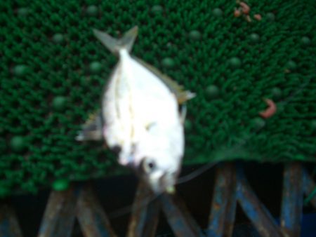 オリジナルメーカー海づり公園(市原市海づり施設) 釣果