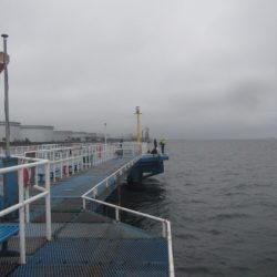 オリジナルメーカー海づり公園(市原市海づり施設) 釣果