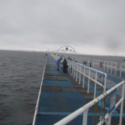 オリジナルメーカー海づり公園(市原市海づり施設) 釣果