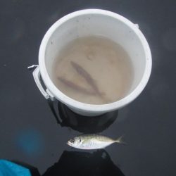 オリジナルメーカー海づり公園(市原市海づり施設) 釣果